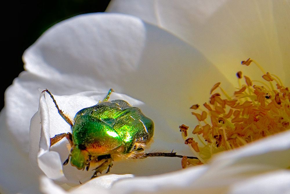 Auf zur nächsten Blüte ...