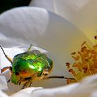 Auf zur nächsten Blüte ...