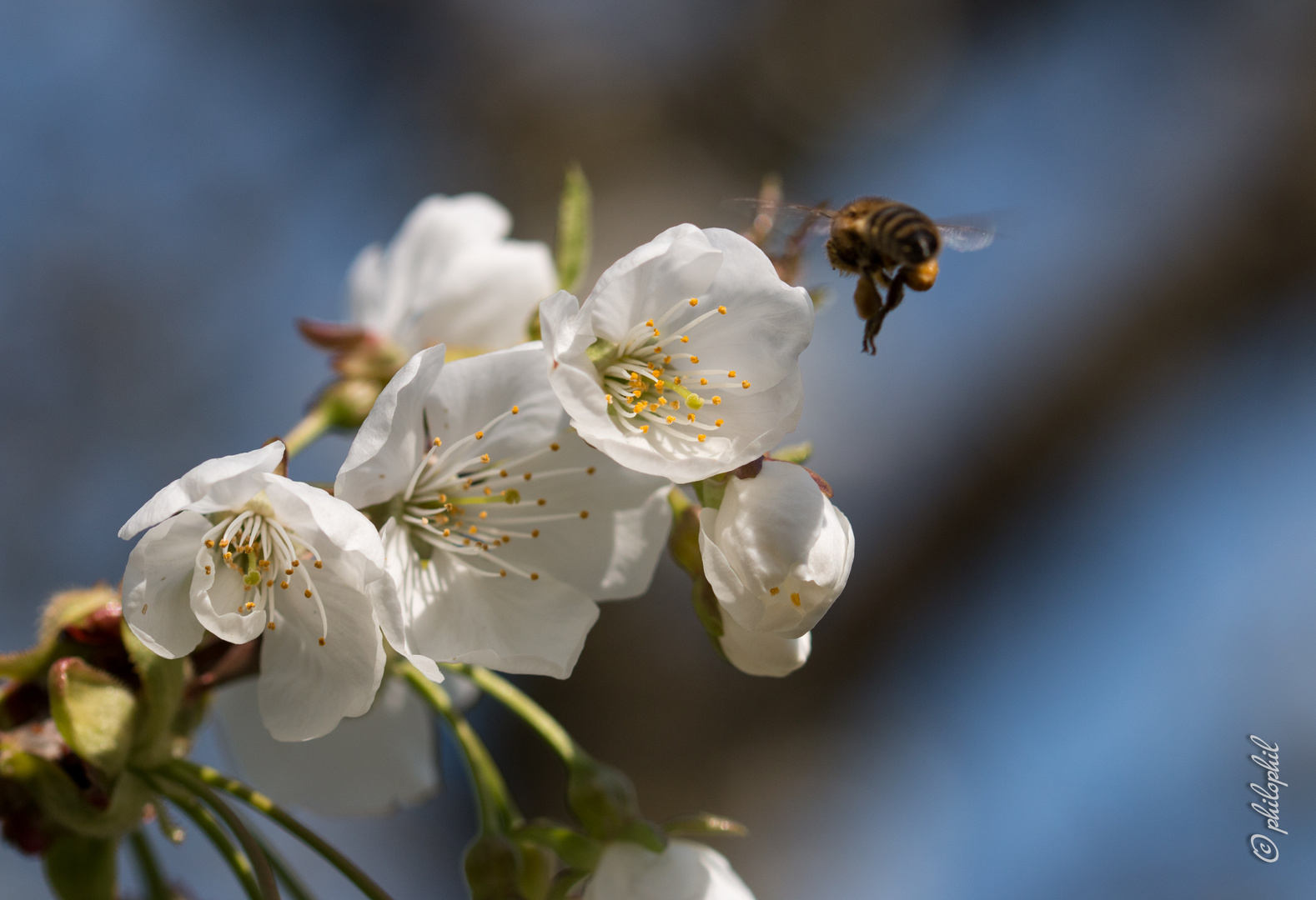 Auf zur nächsten Blüte