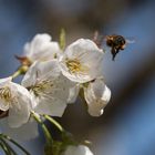 Auf zur nächsten Blüte