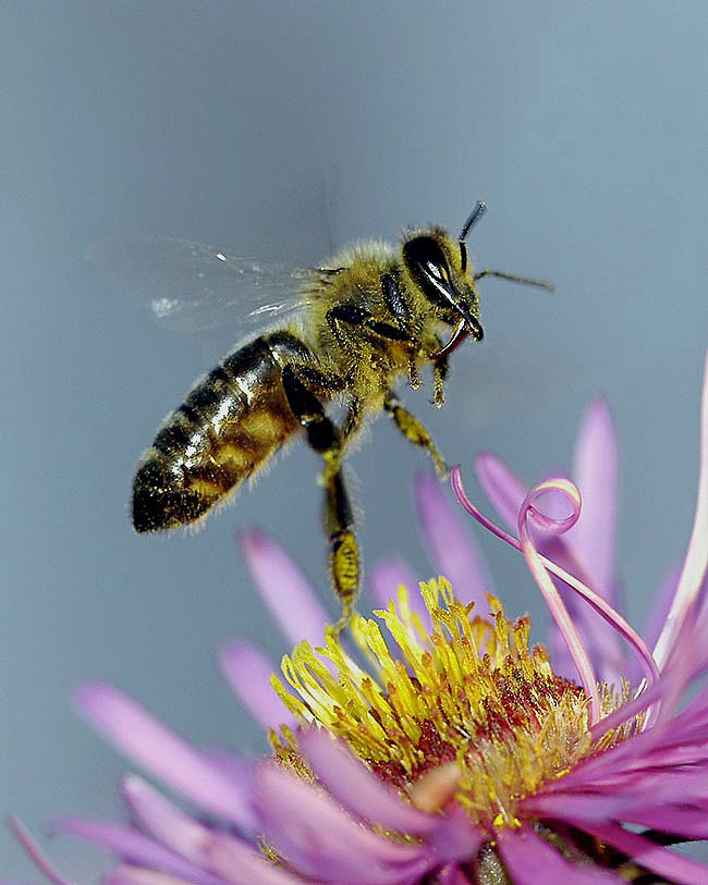 Auf zur nächsten Blüte