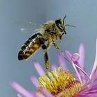 Auf zur nächsten Blüte