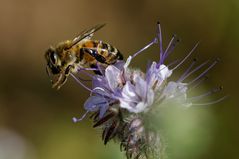 Auf zur nächsten Blüte