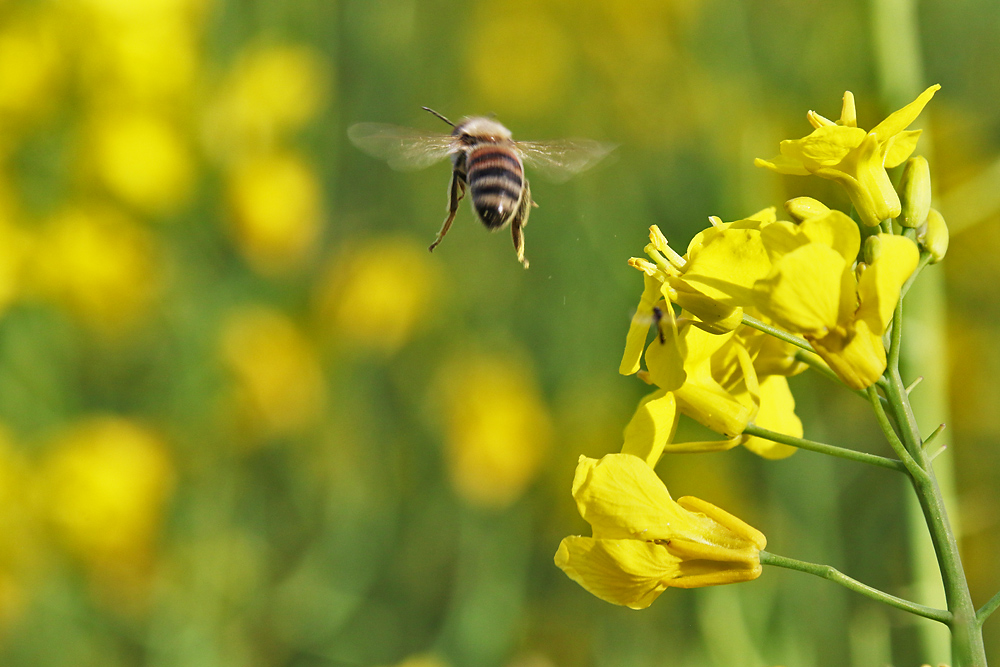 auf zur nächsten Blüte