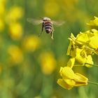 auf zur nächsten Blüte