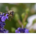 "Auf zur nächsten Blume"