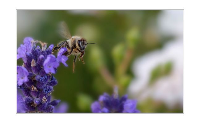 "Auf zur nächsten Blume"