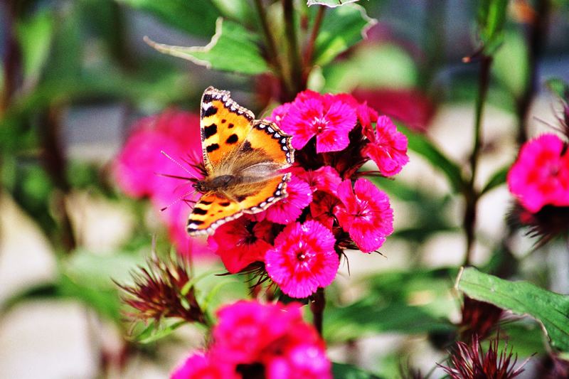 Auf zur nächsten Blume