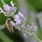 auf zur nächsten Lavendelblüte