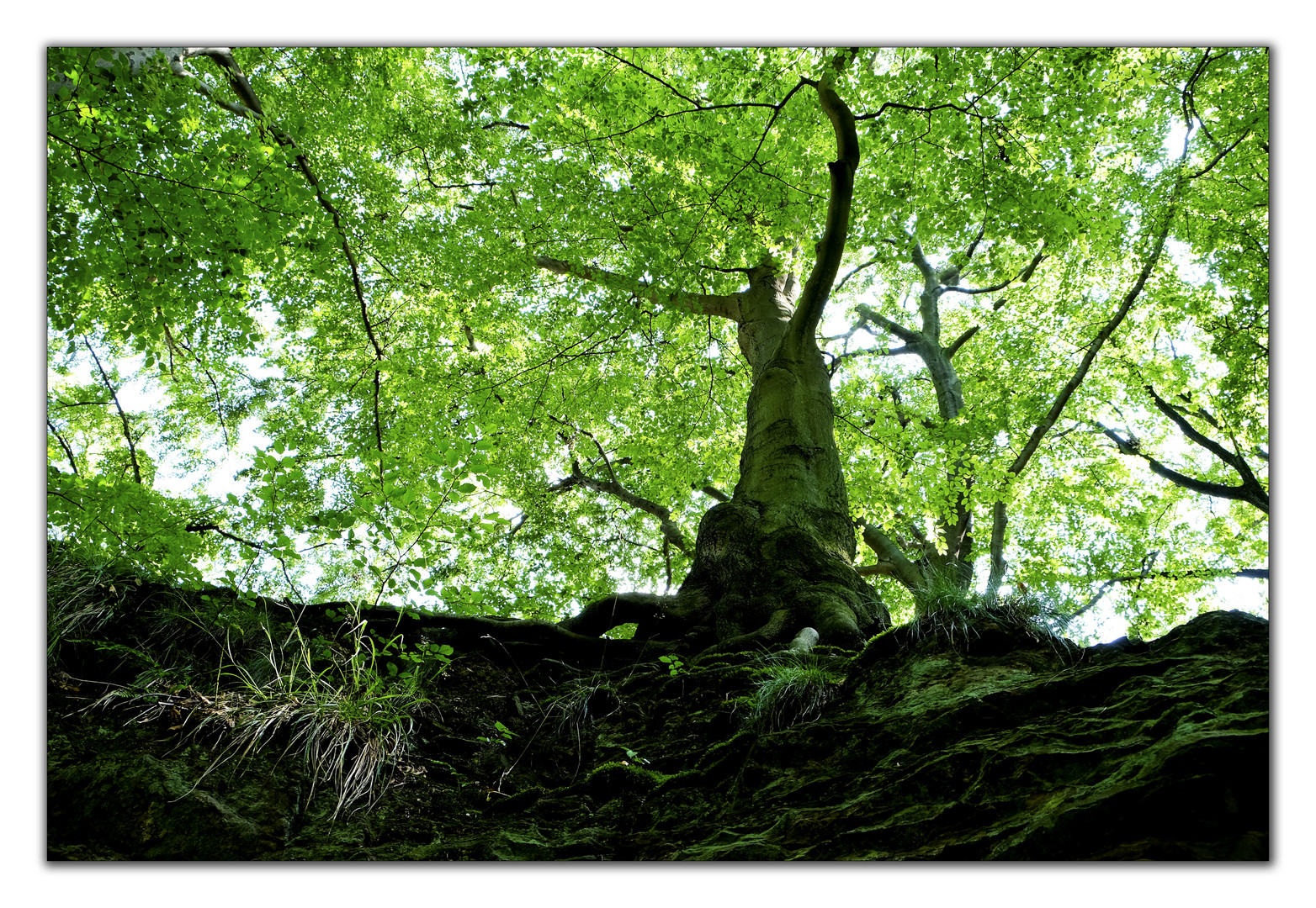 Aufblicken zur Natur