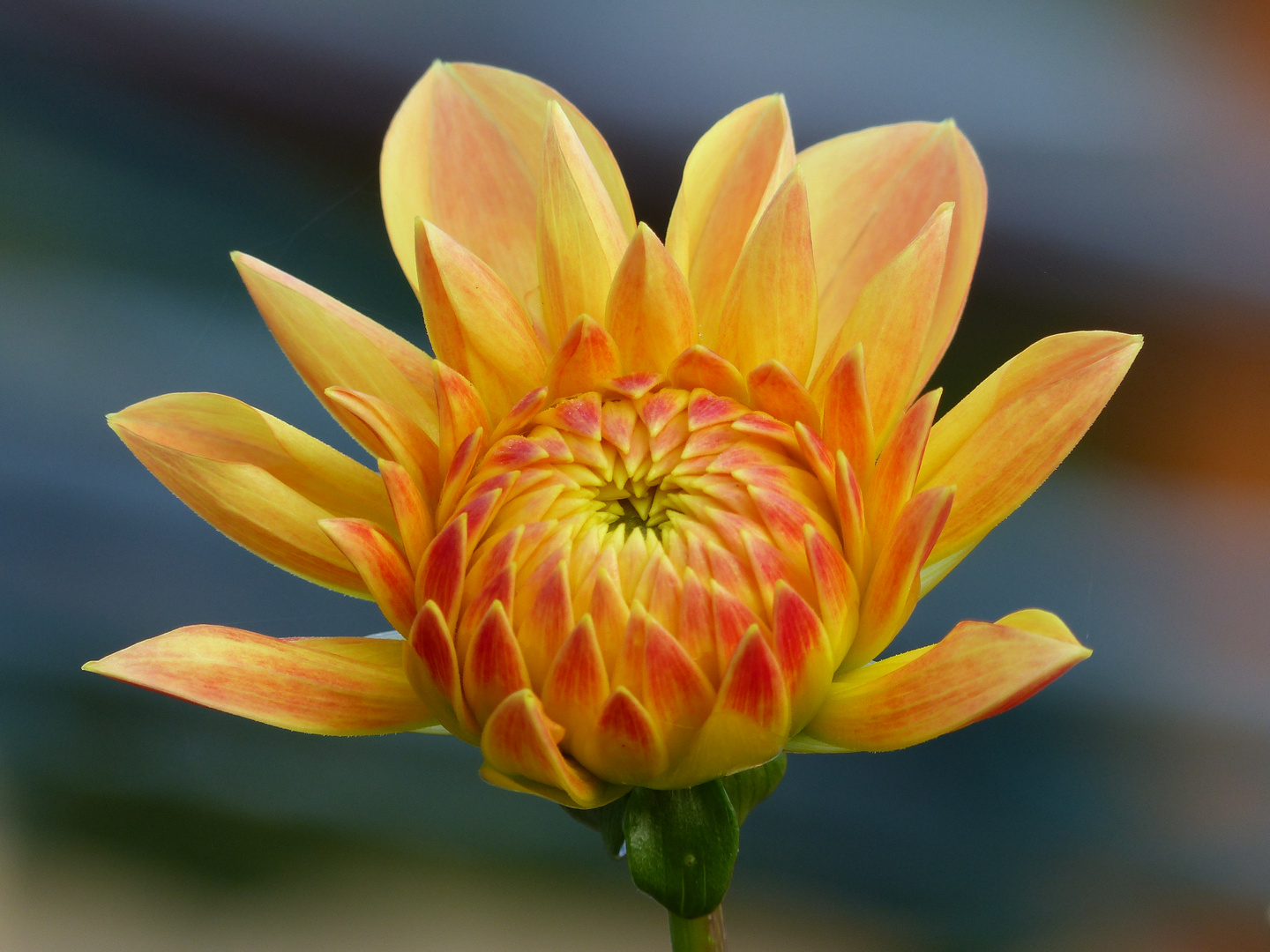 Aufblühen im Oktober Foto & Bild pflanzen, pilze & flechten, blüten