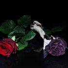 Aufblühen - Verwelken | Die 2 Seiten einer Rose
