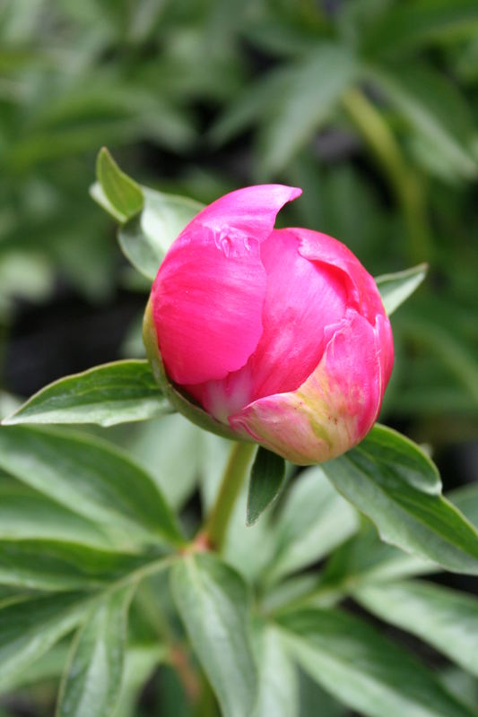 Aufblühend in einem Garten