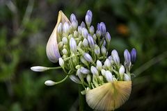 Aufblühende Agapanthus