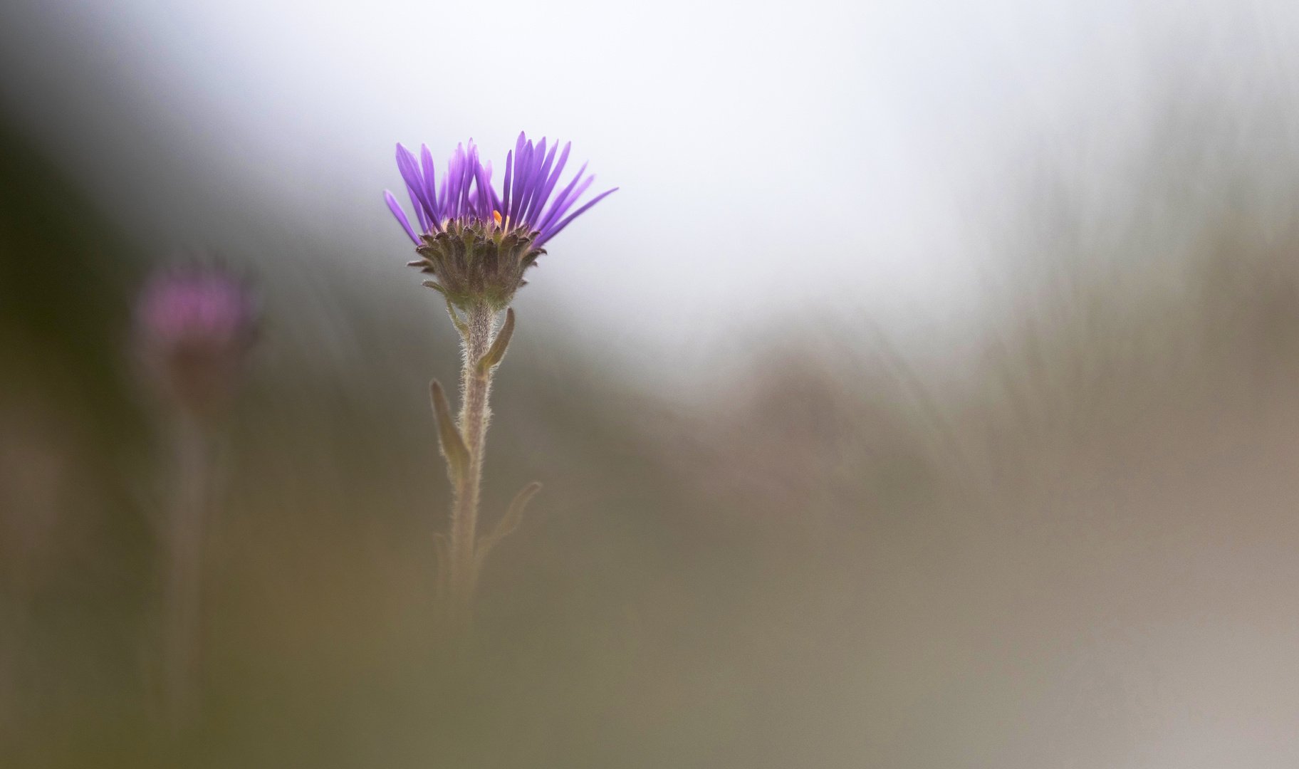 Aufblühende Alpen-Aster auf dem Untersberg bei Berchtesgaden