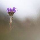 Aufblühende Alpen-Aster auf dem Untersberg bei Berchtesgaden