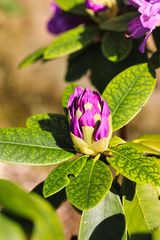 aufblühende Knospe Rhododenron