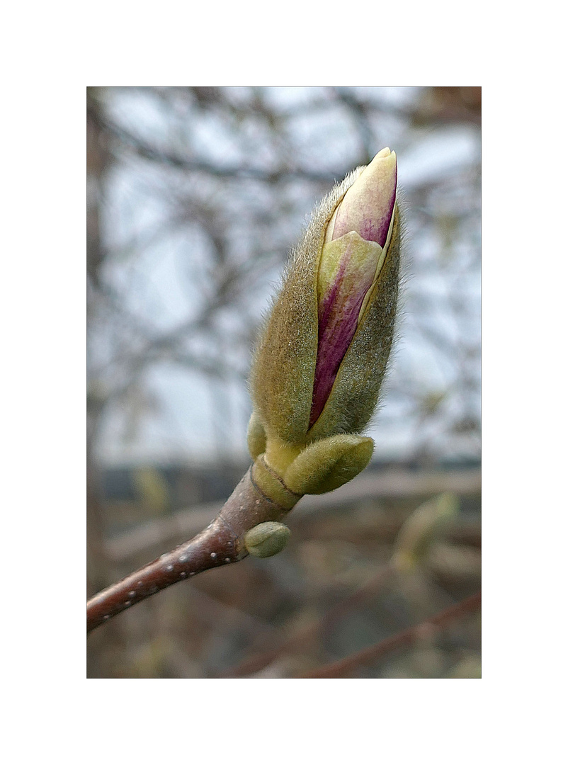 Aufblühende Magnolienknospe