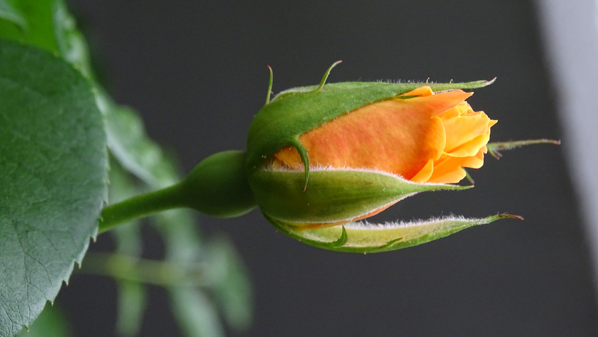 Aufblühende Rose