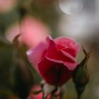 aufblühende Rose