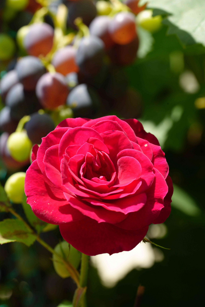 Aufblühende Rose vor dem Wein