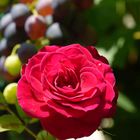 Aufblühende Rose vor dem Wein