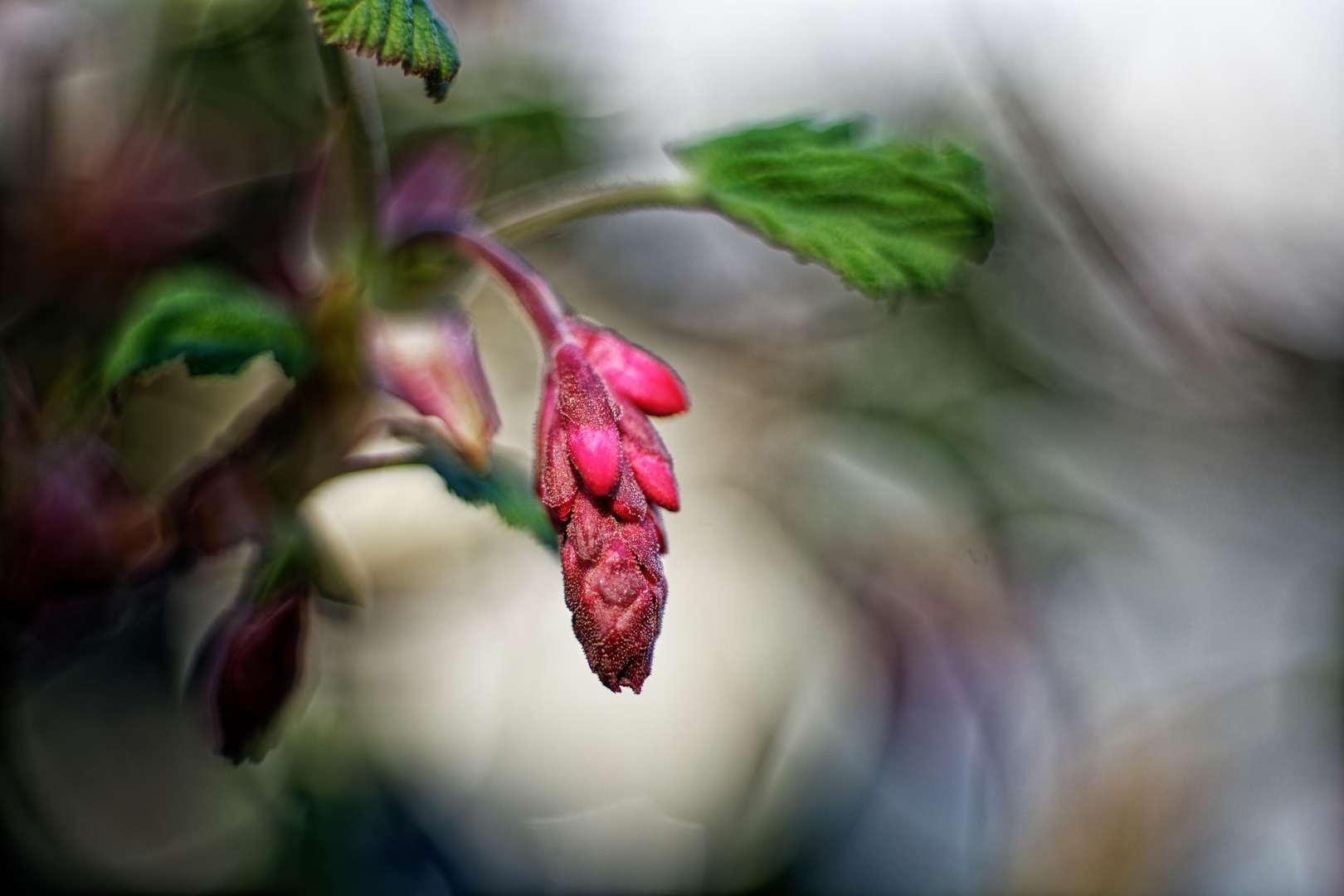 Aufblühende rote Johannisbeere