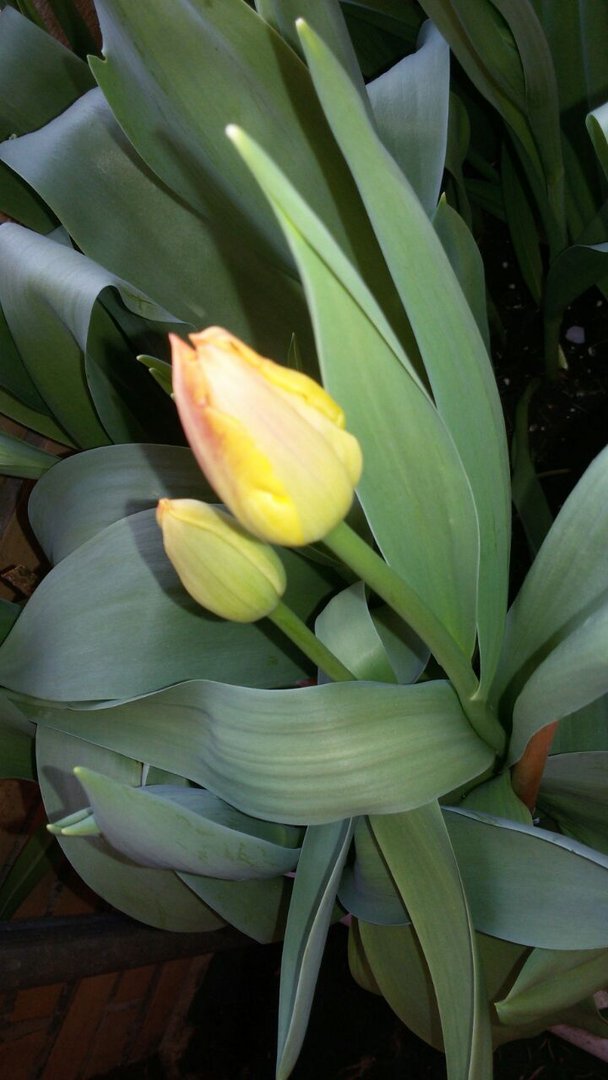 Aufblühende Tulpen