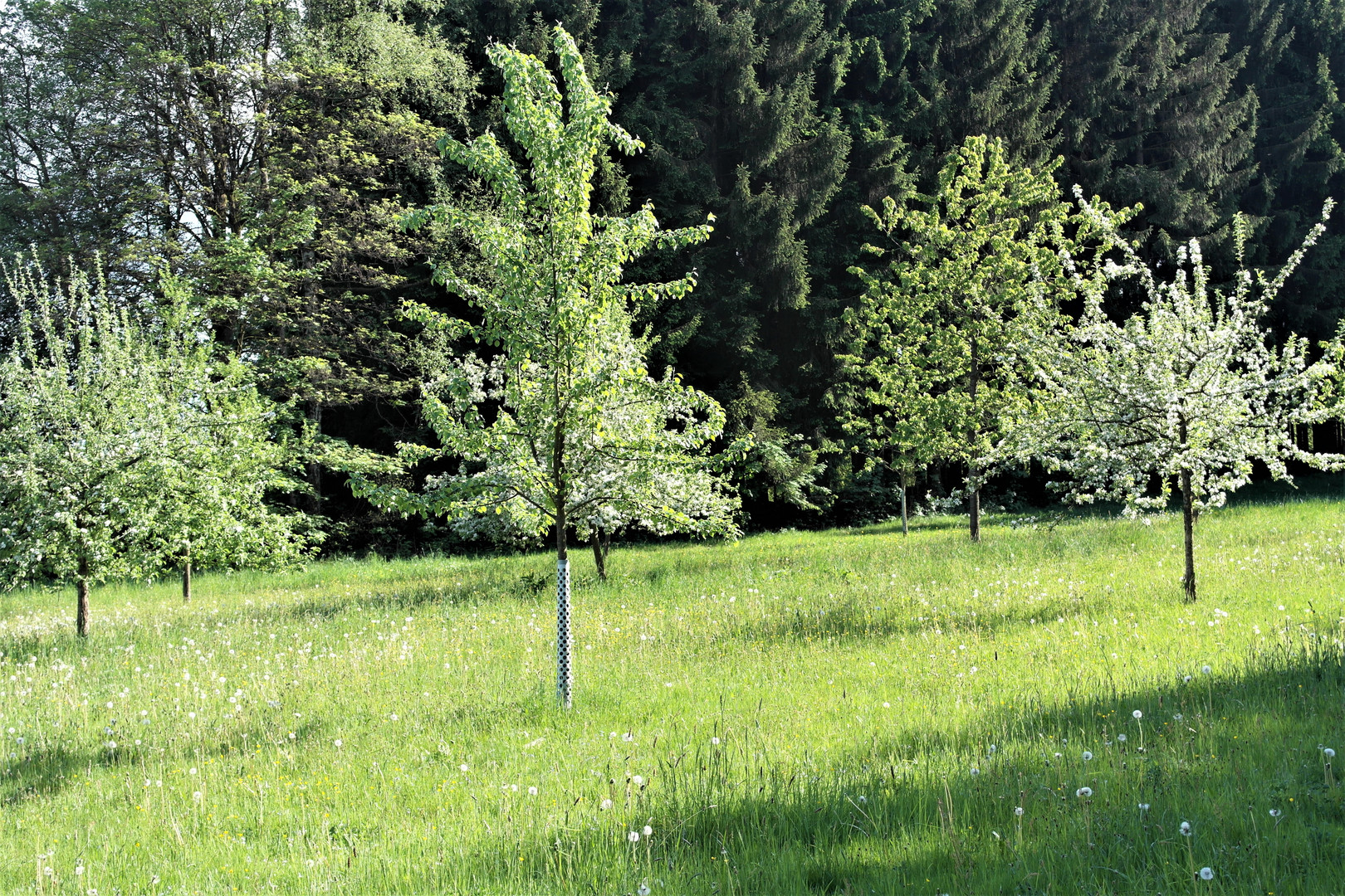 Aufblühender Apfelbaumnachwuchs