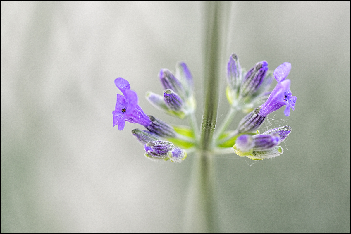 aufblühender Lavendel