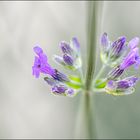 aufblühender Lavendel