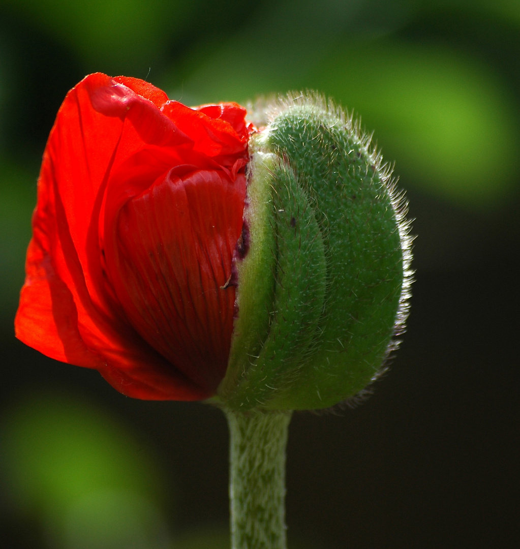 Aufblühender Mohn