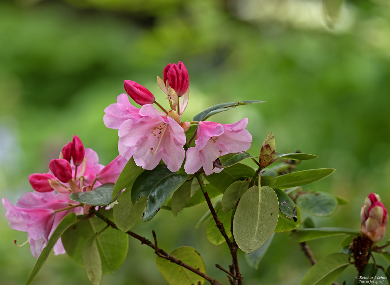  Aufblühender Rhododendron....