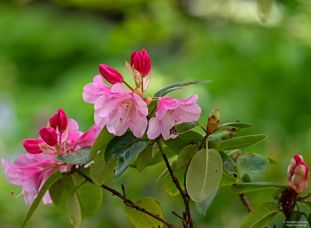  Aufblühender Rhododendron....