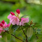  Aufblühender Rhododendron....