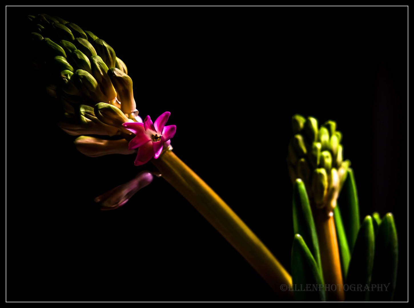 Aufbrechen der Blüte