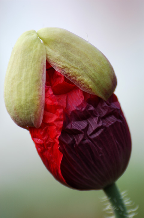 Aufbrechen der Mohnblüte