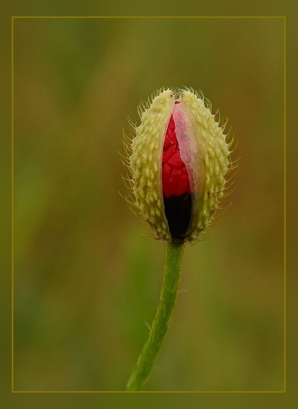 Aufbrechen einer Mohnblüte 2 !