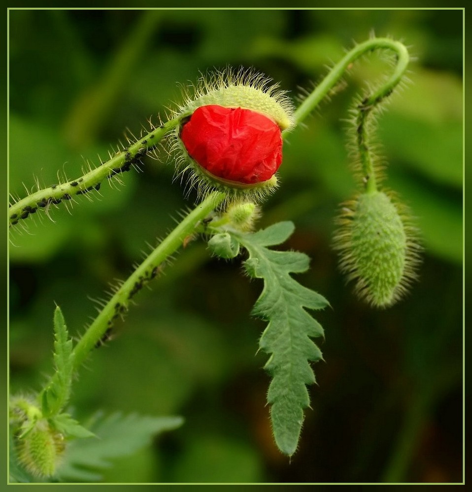 Aufbrechen einer Mohnblüte !