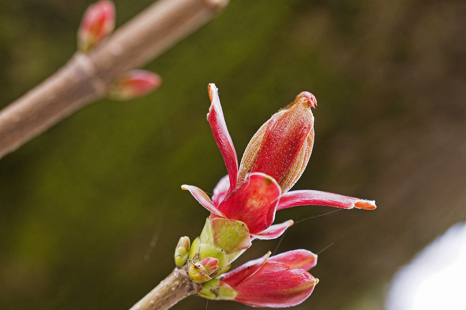 Aufbrechende Feldahorn-Knospen, noch fehlt das Chlorophyll, deshalb die rote Farbe wie im Herbst