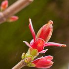 Aufbrechende Feldahorn-Knospen, noch fehlt das Chlorophyll, deshalb die rote Farbe wie im Herbst