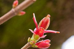 Aufbrechende Feldahorn-Knospen, noch fehlt das Chlorophyll, deshalb die rote Farbe wie im Herbst