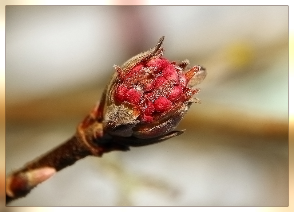 aufbrechende Knospe