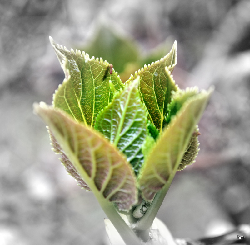 Aufbrechende Knospe einer Tellerhortensie