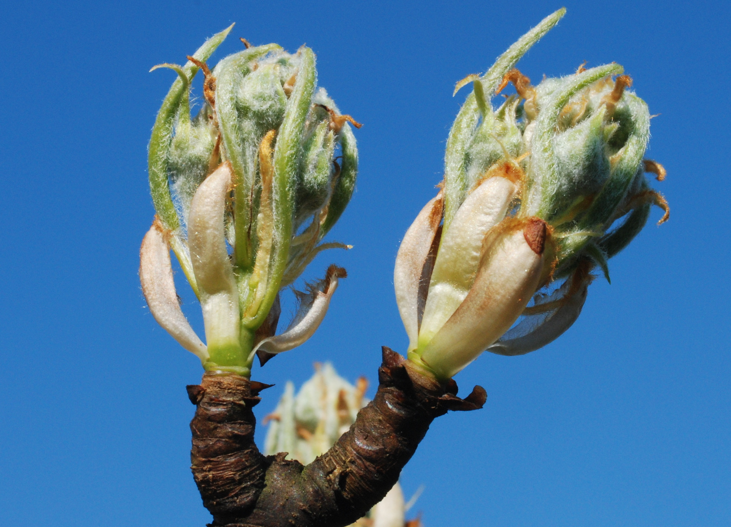 Aufbrechende Knospen