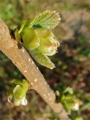 Aufbrechende Knospen der Haselnuss (ohne Milbenbefall (-: )