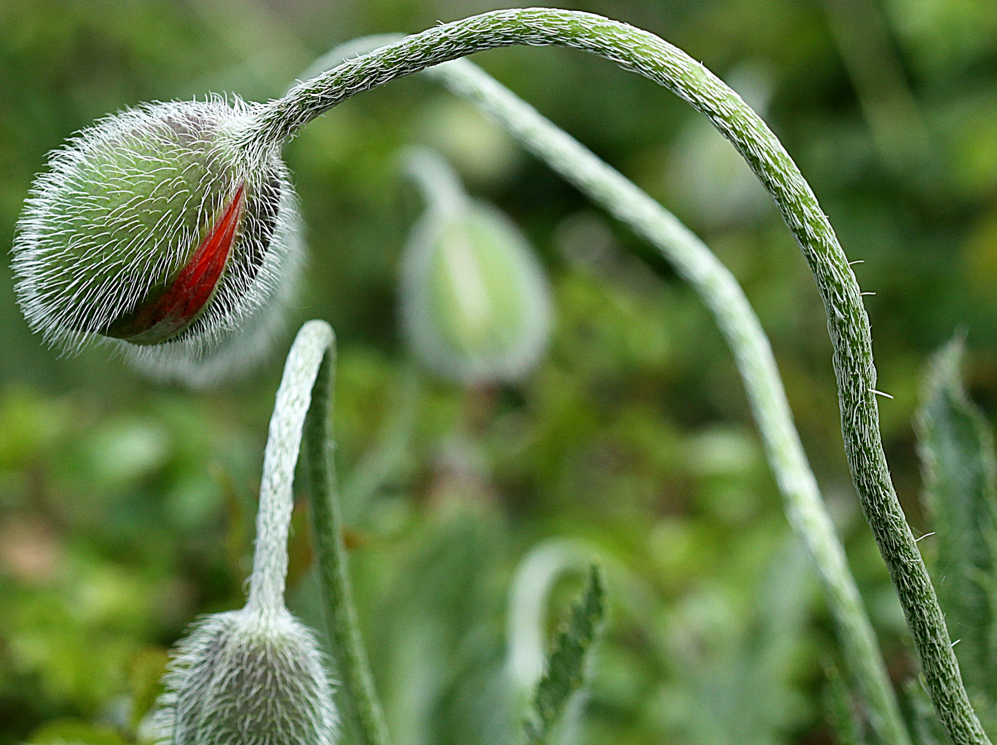 aufbrechende Mohnknospe