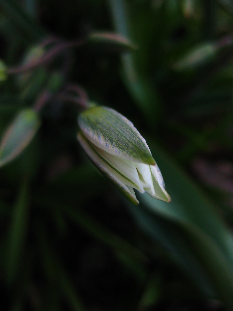 aufbrechende Tulpenblüte