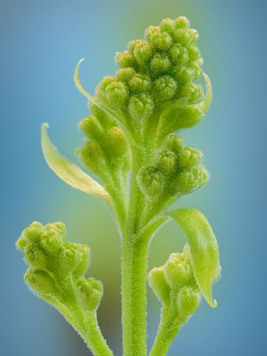 Aufbrechender Flieder