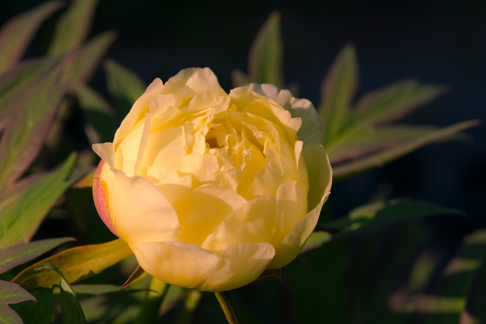 Aufbrechender Frühling